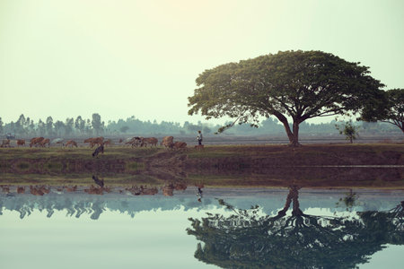 Reflections on the well-being of people and their pets. In the remote rural areas of Thailand.