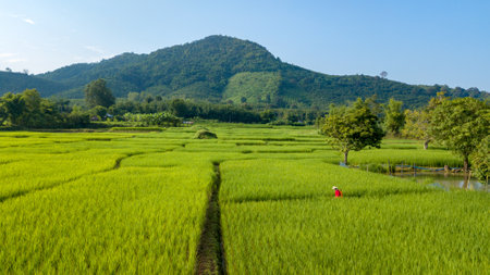 Aerial view Farmer to spray herbicides or chemical fertilizers on the fields green rice from drone fly landscape.の写真素材