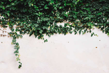 White cement wall with leaves.の写真素材