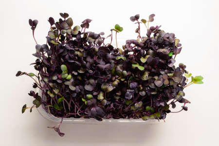 Fresh sprouts of kohlrabi in plastic bowl isolated on whiteの写真素材