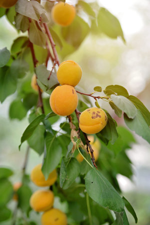 Ripe juicy sweet tasty apricots on a tree branch in summer.の写真素材