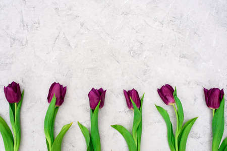 Row of purple spring tulip flowers against a light stone background. Flat lay. Copy space. Mothers Day. International Womens Day.の写真素材
