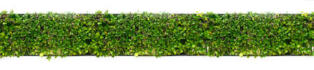 longitudinal green leaves plant on vertical wallの写真素材