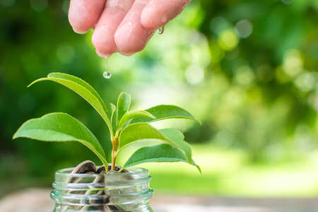 Coin in jar with plant growing, Save money and investment conceptの写真素材