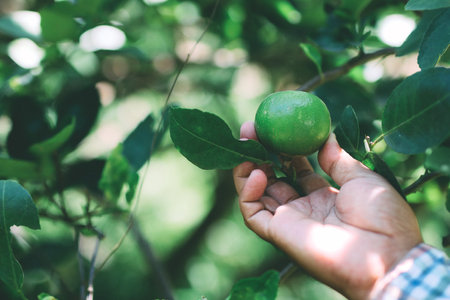 The gardener was picking up lemon produce in the garden.の写真素材