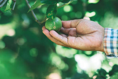 The gardener was picking up lemon produce in the garden.の写真素材