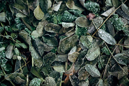 The texture of frozen acacia leaves. Abstract natural background. Soft focus.の写真素材