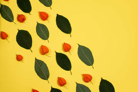 yellow background with a pattern of fresh green leafs and physalisの写真素材