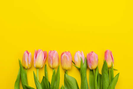 Bouquet of tulips on yellow Easter background, empty copyspaceの写真素材
