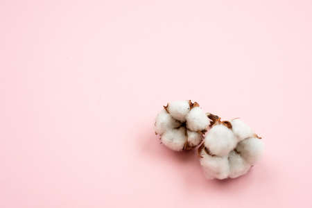 Plant of cotton lying isolated on a pink background. Copy spaceの写真素材