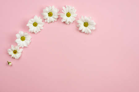 Minimalistic pink background with chamomile heads and copy space. Spring motive.の写真素材