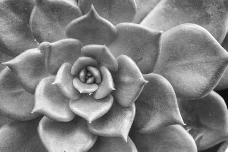 a closeup shot of the rose in black and whiteの写真素材