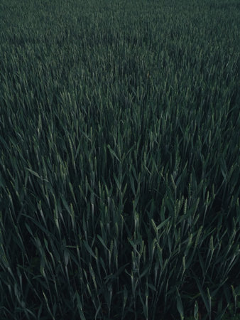 a tall green grass