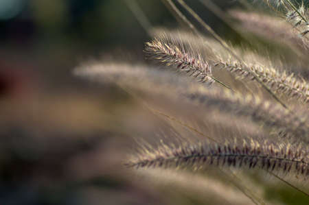 Fountain Grass Ornamental Plant in Garden with soft focus backgroundの写真素材