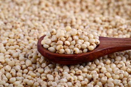 close up of Sorghum with wooden spoon.の写真素材