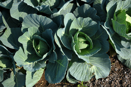 Close up of Green cabbages in the agriculture fieldの写真素材