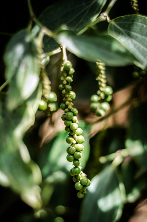 organic peppercorn pods on pepper vine plant in kampot cambodiaの写真素材