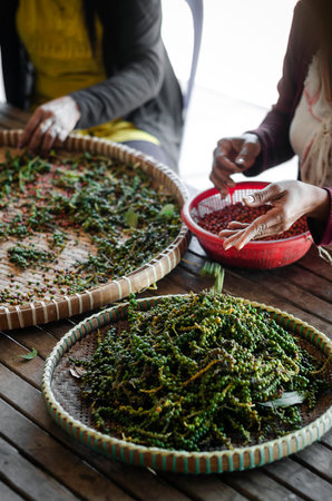 farm workers sorting fresh pepper peppercorns in kampot cambodiaの写真素材