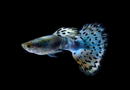 Beautiful Guppy Isolated on Black Backgroundの写真素材