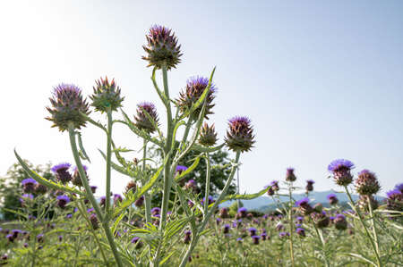 field of artichokes in bloomの写真素材