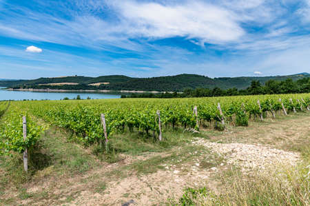 vineyard by the lake for the production of grapesの写真素材