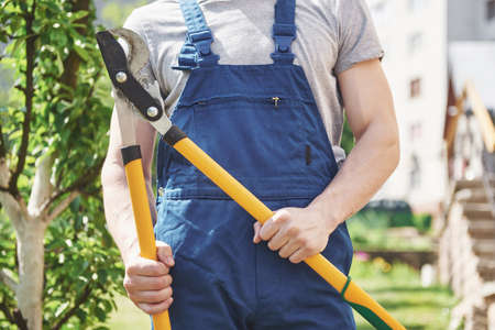 A professional gardener at work cuts fruit trees.の写真素材