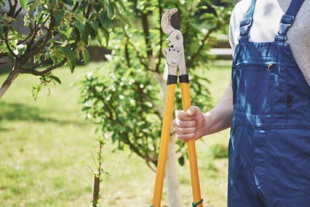 Gardener cuttings of garden plants in the springの写真素材