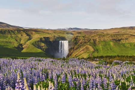 The picturesque landscapes of forests and mountains of Iceland. Wild blue lupine blooming in summer. The most beautiful waterfallの写真素材