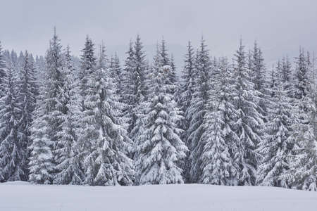 Fairy winter landscape with fir trees and snowfall. Christmas greetings conceptの写真素材