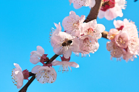 spring natureの写真素材