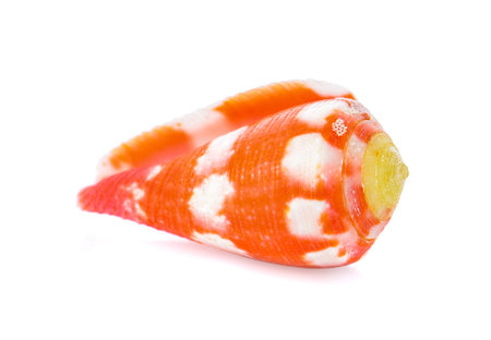 sea shell isolated on white background