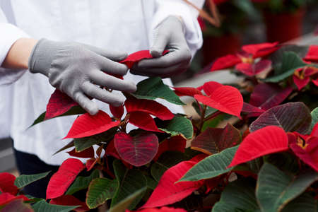 Touching the leaves. Close up photo of red and green colored plants taking care by womans hands in grey glovesの写真素材