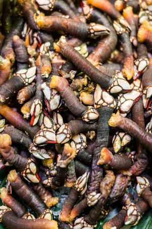 fresh percebes goose barnacles rare unusual seafood on display in Portugal