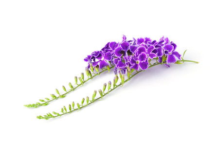 purple flowers, isolated on white background