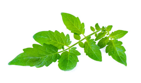 Tomato leaf closeup isolated on whiteの写真素材