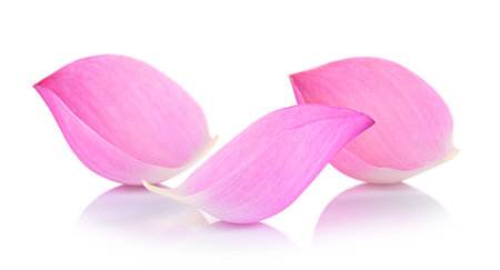 Closeup on lotus petal on white backgroundの写真素材