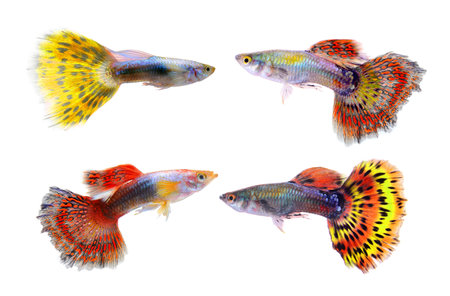 guppy fish isolated on white backgroundの写真素材