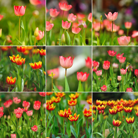 tulip spring bloom in the gardensの写真素材