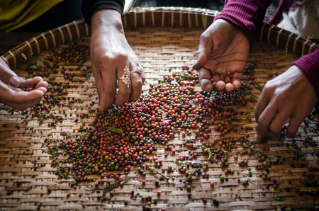 farm workers sorting and selecting fresh pepper peppercorns on plantation in kampot cambodiaの写真素材