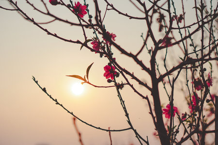 beautiful cherry blossom photos under the sunsetの写真素材