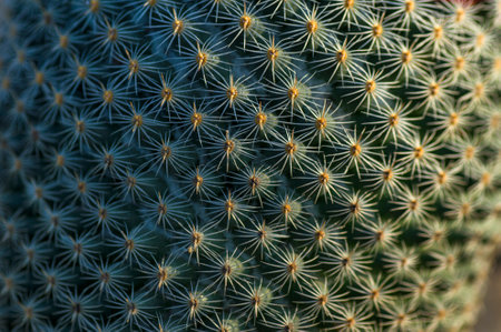 closeup of Cactus plant in parkの写真素材