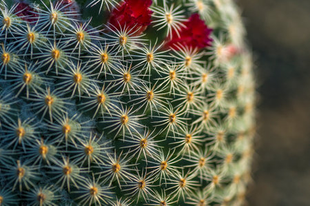 closeup of Cactus plant in parkの写真素材