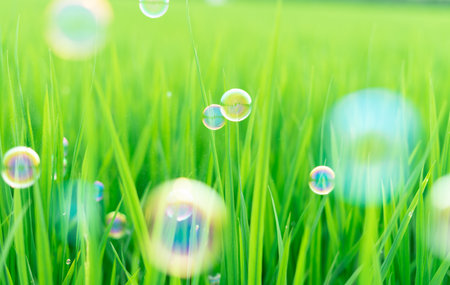 Succulent lush green grass in the meadow with soap bubblesの写真素材