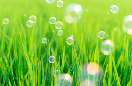 Succulent lush green grass in the meadow with soap bubblesの写真素材