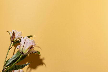 copy space blooming flowersの写真素材