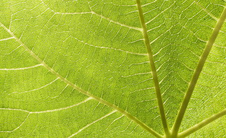 close up green leaf. Resolution and high quality beautiful photo