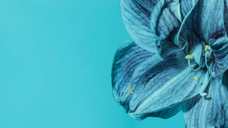 pretty macro blue flowerの写真素材