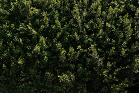 natural vegetation texture