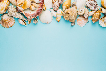 assortment seashells