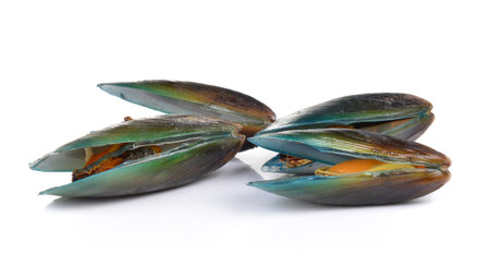 mussel on white background